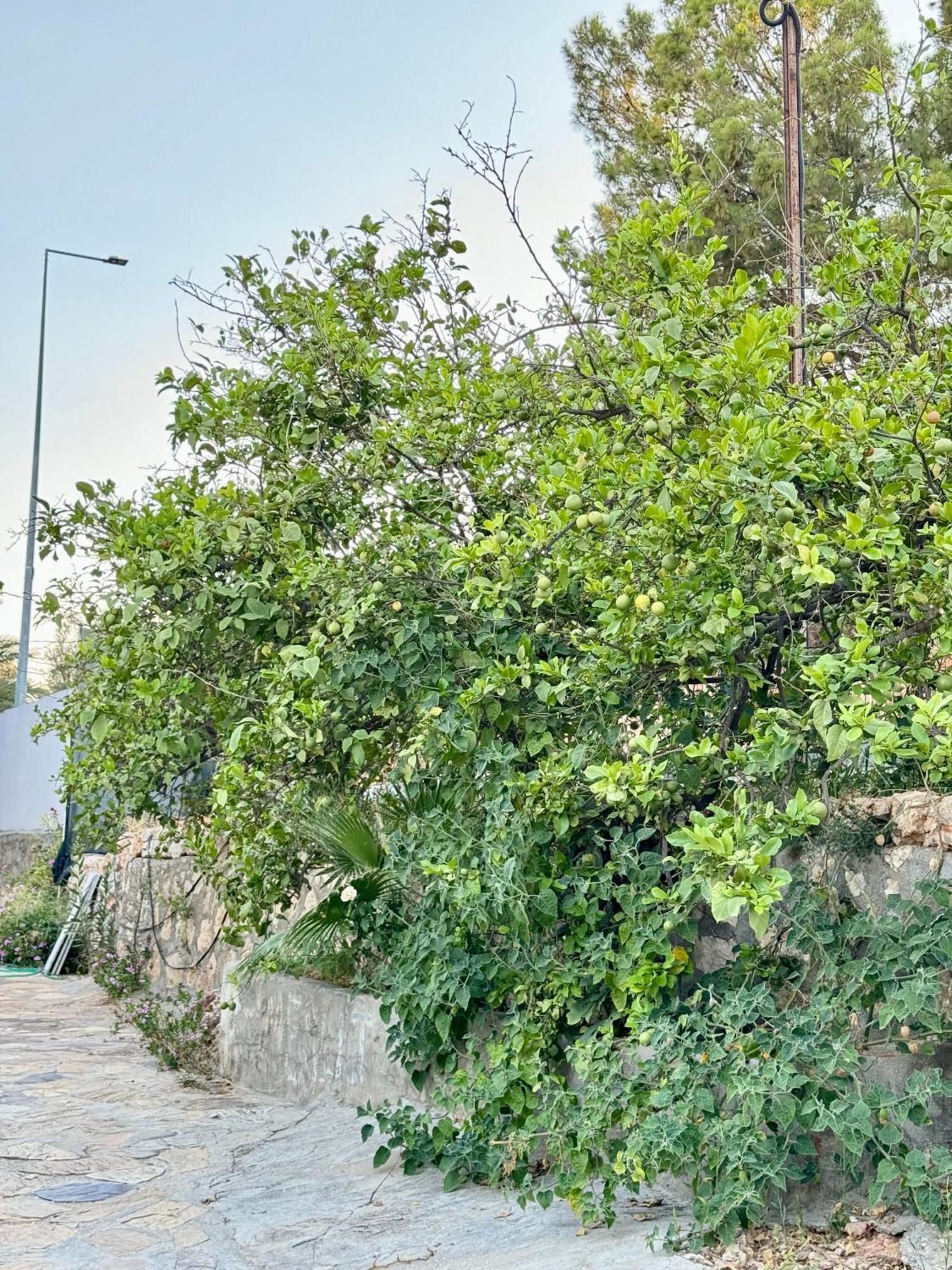 Maison d'hôtes Rose Patara