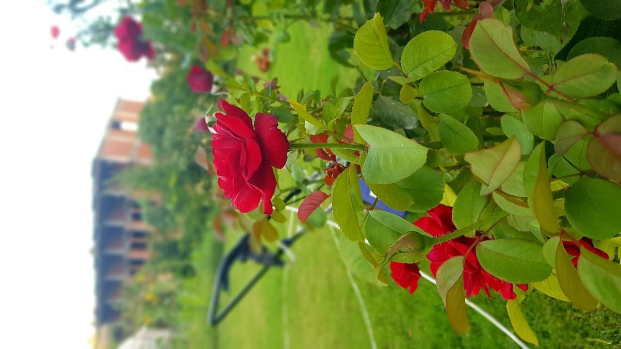 Rose Maison d'hôtes 3*